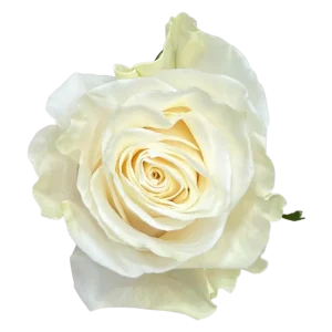 10. White Mondial