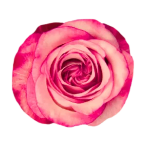 133. Pink Farfalla