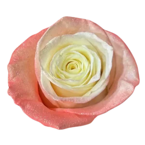 158. Fairy Pink