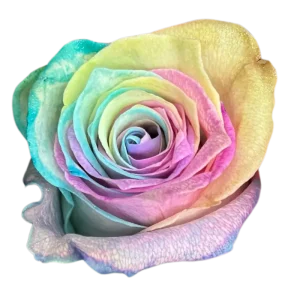 162. Rainbow
