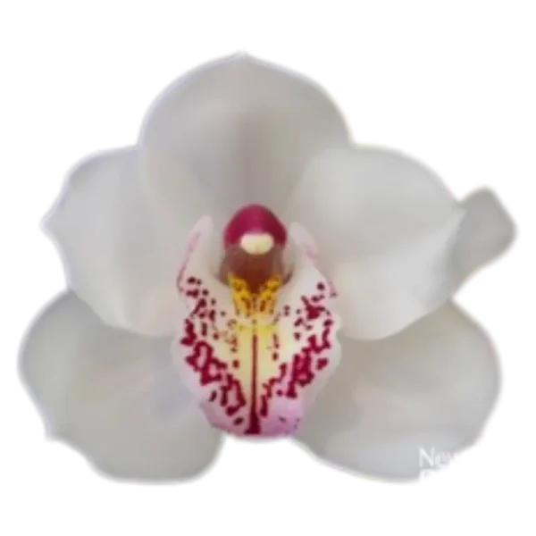 Vanity White Orchid