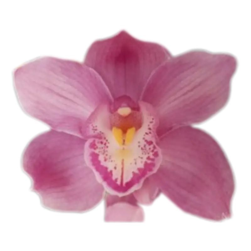 Pacific Nicana Pink Orchid