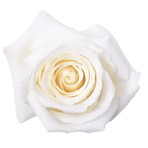 7. White Dove