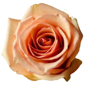 81. Azafran