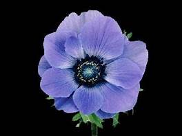Marianne Blue