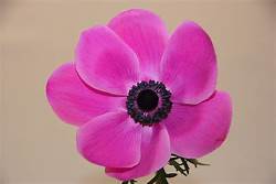 Marianne Orchid Hot Pink