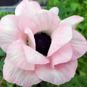 Mistral Plus Light Pink