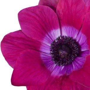 Mistral Plus Magenta Star Hot Pink