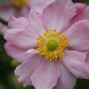 Queen Charlotte Light Pink
