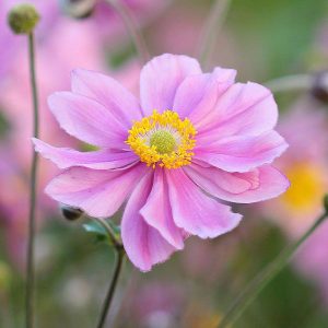 Serenade Pink