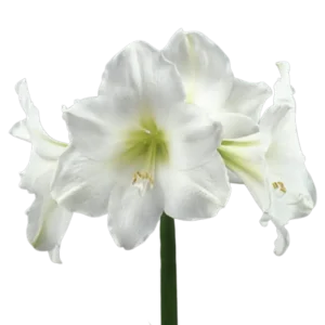 1. Amaryllis Christmas Gift