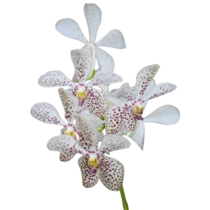 1. Mokara White