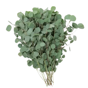 1. Silver Dollar Eucalyptus