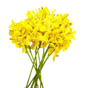 10. Mokara Yellow