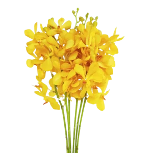 11. Mokara Nora Yellow