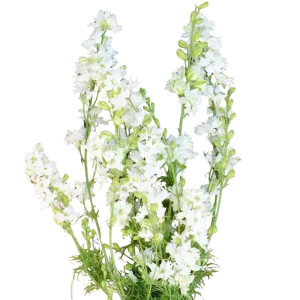 11. White Larkspur
