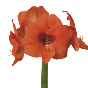 12. Amaryllis Naranja