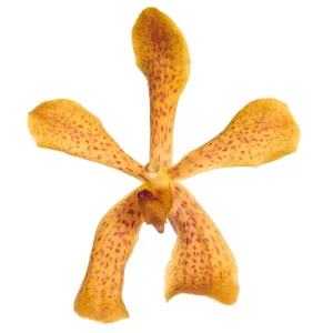 12. Mokara Christine Orange