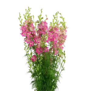 12. Pink Larkspur