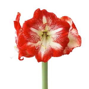 13. Amaryllis Mega Star