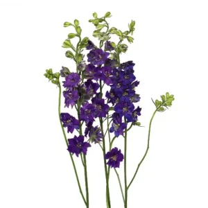 13. Purple Larkspur