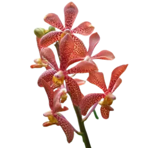 14. Mokara Nora Orange