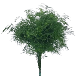14. Tree Fern