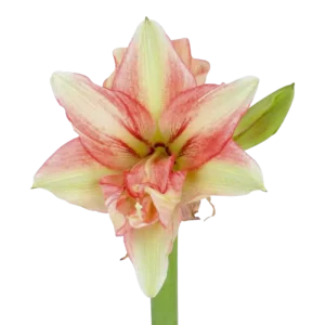 15. Amaryllis Bentley