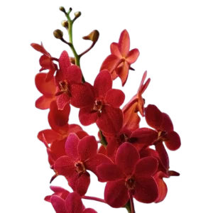 15. Mokara Dark Red