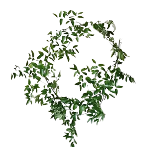 15. Smilax