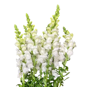 15. White Snapdragon