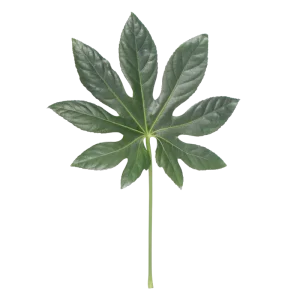 16. Aralia