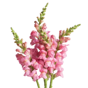 16. Pink Snapdragon