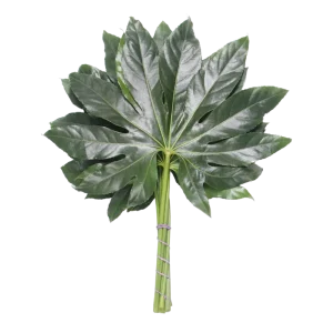 17. Aralia Gallery