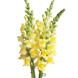 17. Yellow Snapdragon