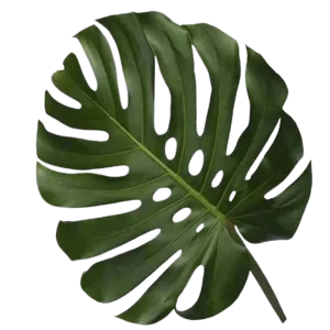 18. Monstera