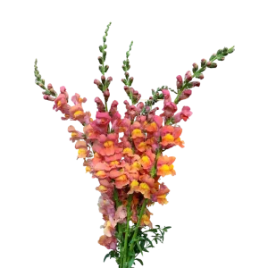 18. Orange Snapdragon