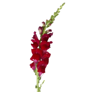 19. Burgundy Snapdragon