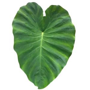 19. Elephant Ears