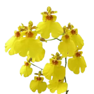 19. Oncidium
