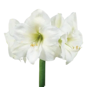 2. Amaryllis Mont Blanc