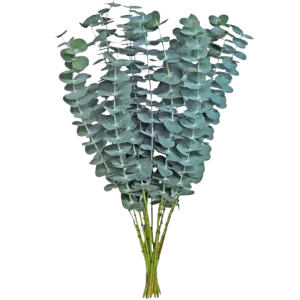 2. Baby Blue Eucalyptus