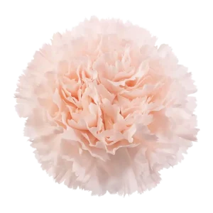 2. Carnation Brut