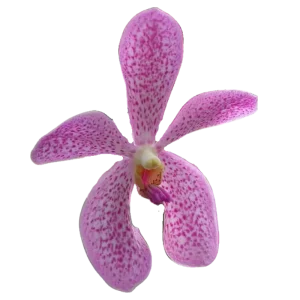 2. Mokara Lychee