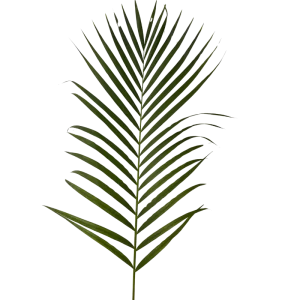 20. Areca Palm
