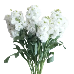 21. White Stock