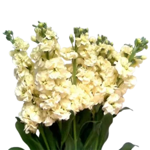 22. Cream Stock
