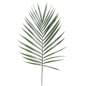 23. Cat Palm