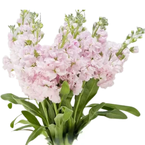 23. Light Pink Stock