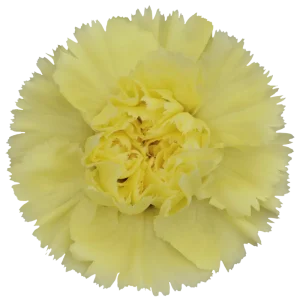 24. Carnation Llias